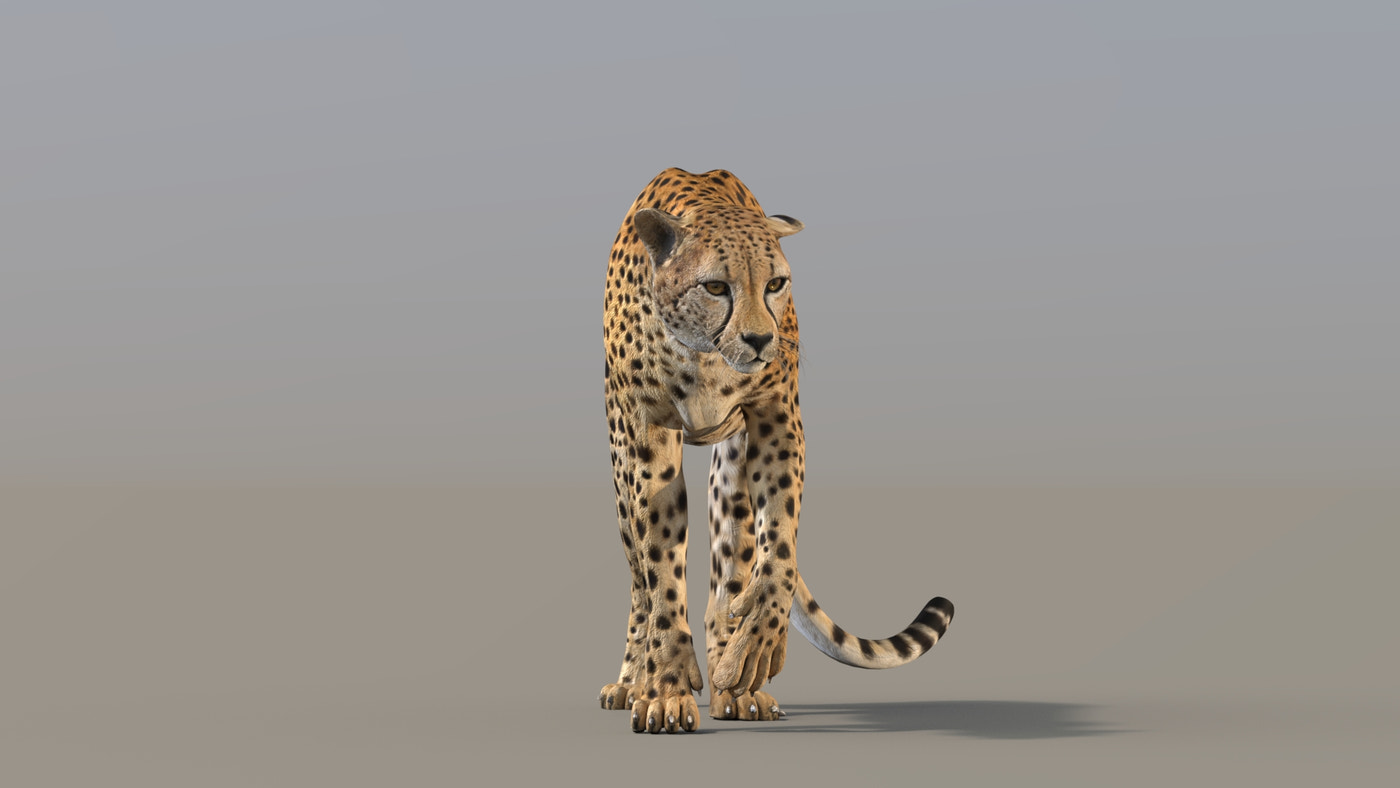 Cheetah 3D Model Rigged - 360 Degree View