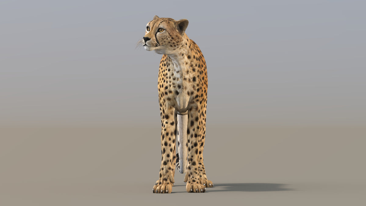 Rigged Cheetah 3D Model - Game-Ready - 360 Degree View