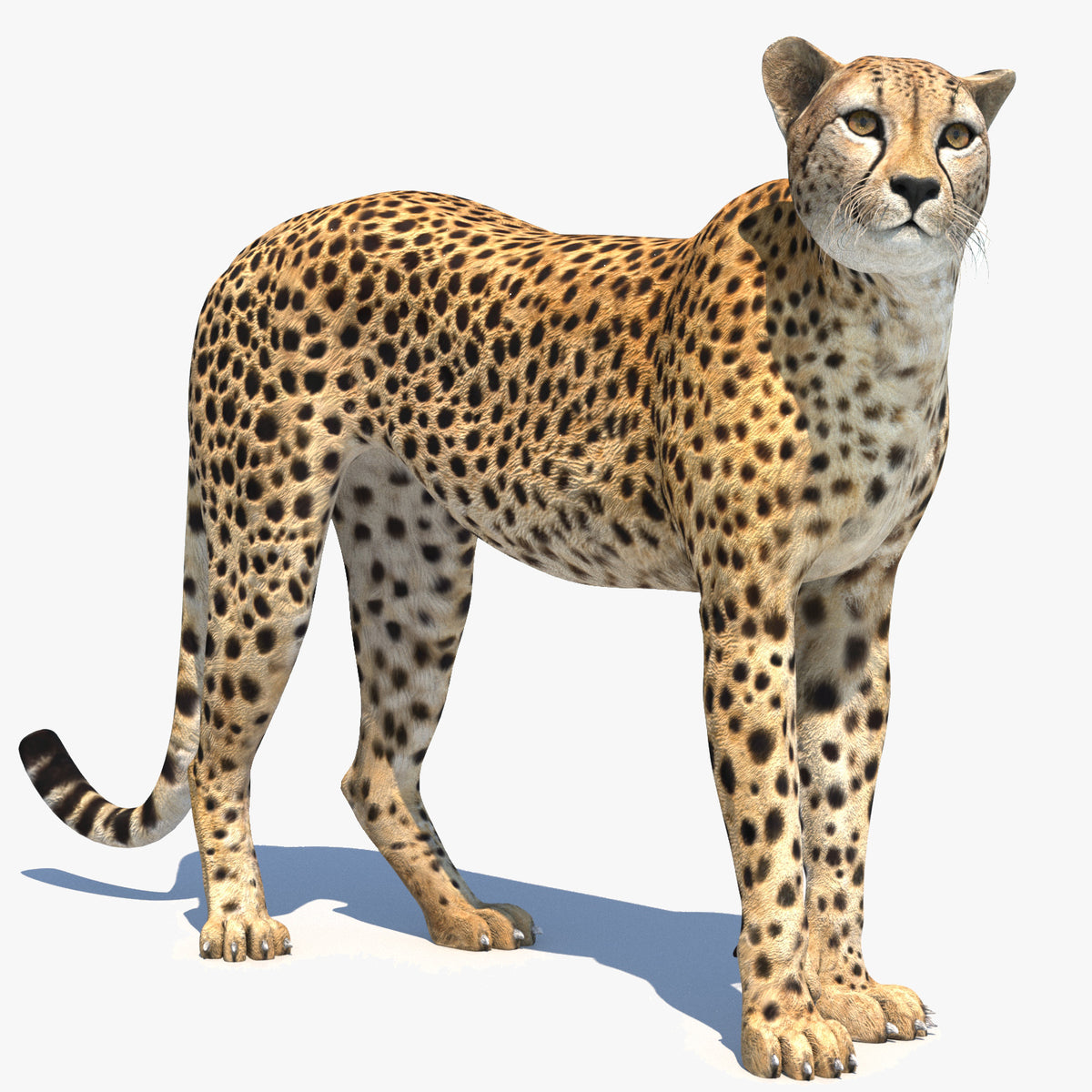 Realistic Cheetah 3D Model Rigged for Download