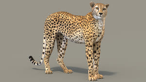 Realistic Cheetah 3D Model Rigged for Game Thumbnail