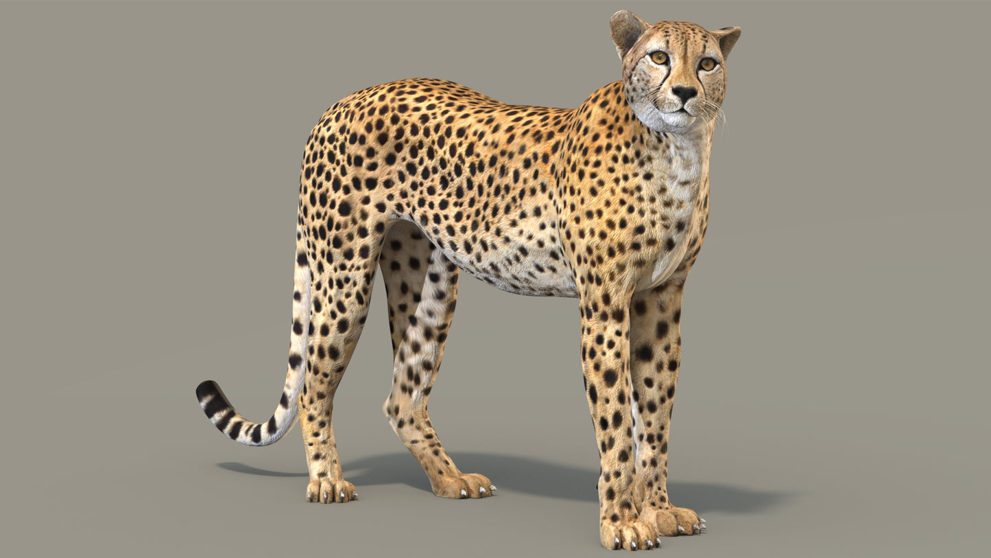 Cheetah 3D Model Rigged