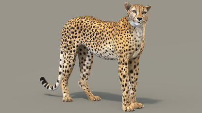 Cheetah 3D Model Rigged