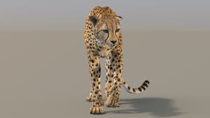 Lifelike Cheetah 3D Model Rigged for download - Game Ready Thumbnail