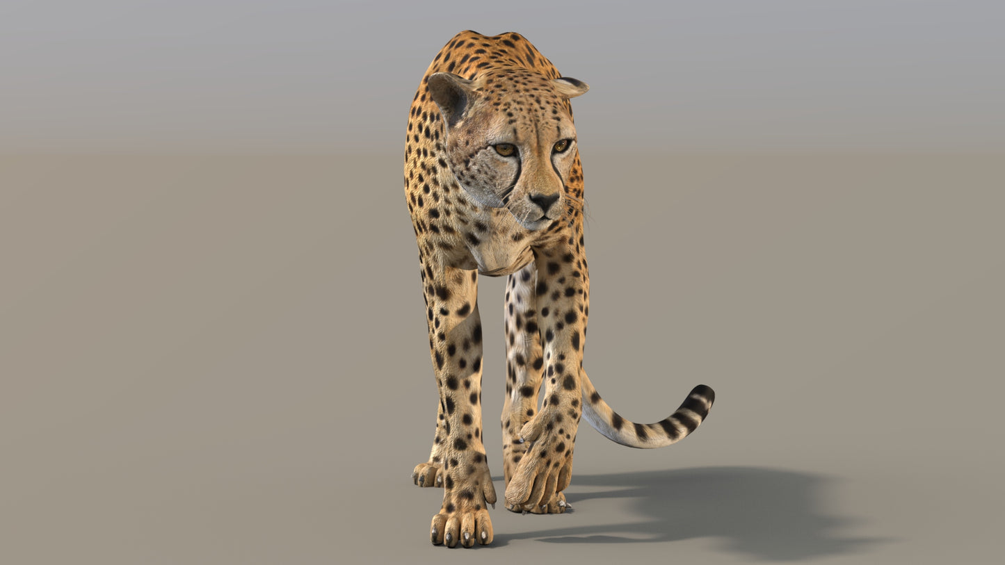 Cheetah 3D Model Rigged