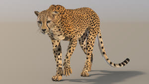 Cheetah 3D Model Rigged - Walking Cycle  3ds max scene Thumbnail