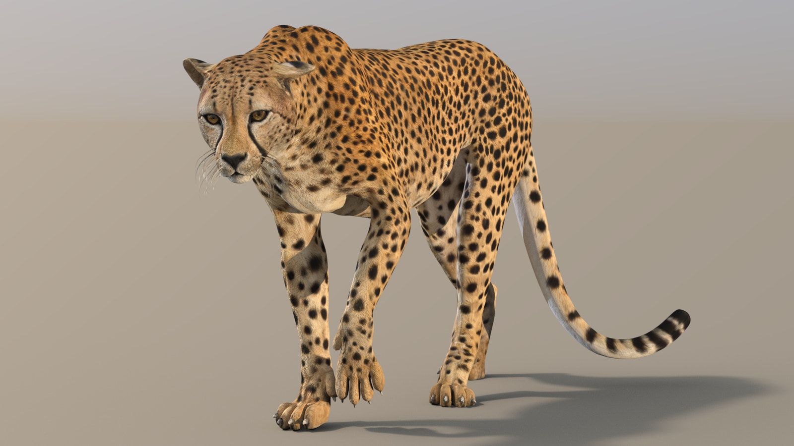 Cheetah 3D Model Rigged - Walking Cycle  3ds max scene