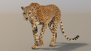 Cheetah 3D Model Rigged - Walking Cycle  3ds max scene Thumbnail