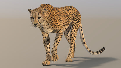 Cheetah 3D Model Rigged