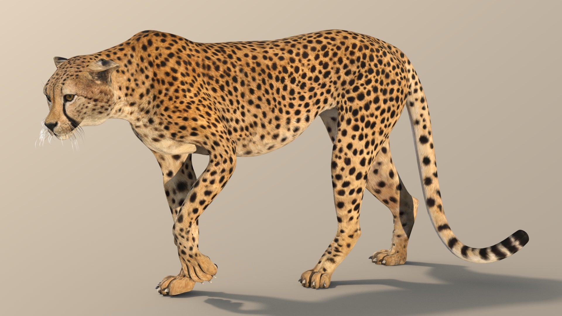 Cheetah 3D Model Rigged with 3ds Max CAT Motion