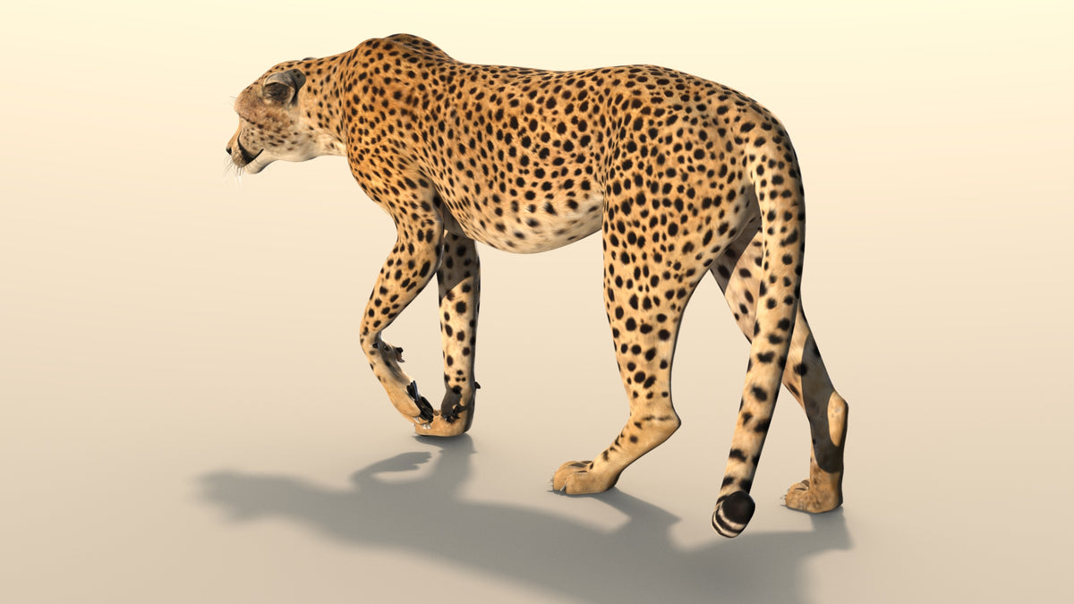 Realistic Cheetah 3D Model Rigged for Download