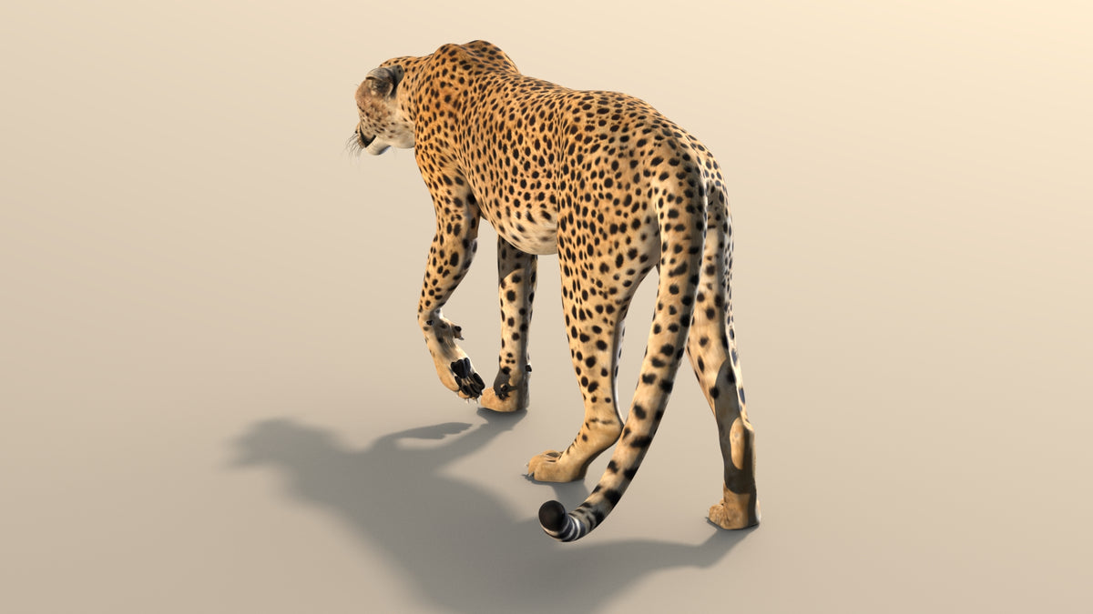 Rigged Cheetah 3D Model - Game-Ready