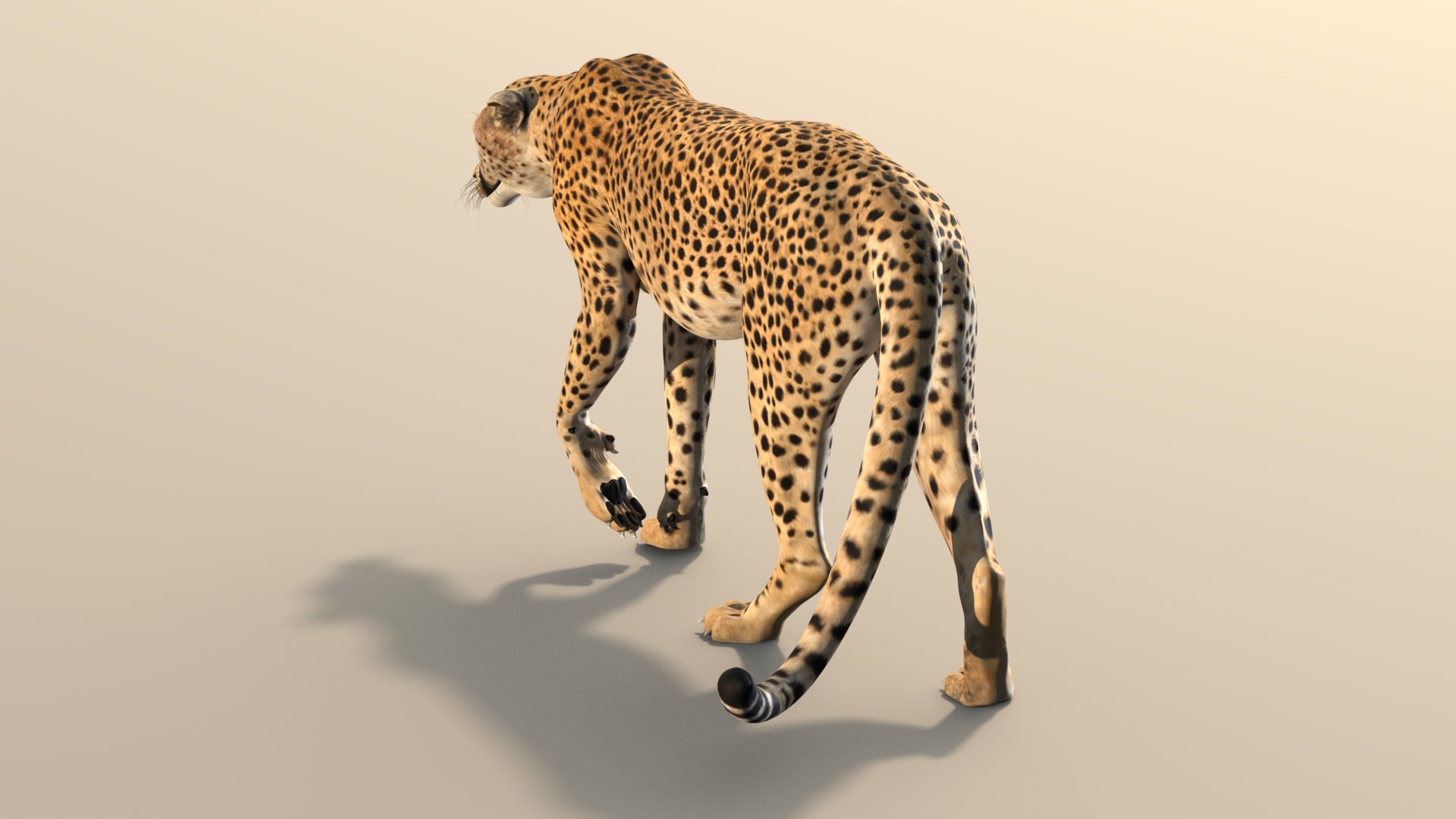 Cheetah 3D Model Rigged