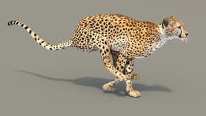 Rigged Cheetah 3D Model - Game-Ready Thumbnail