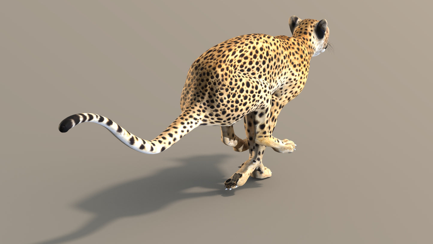 Cheetah 3D Model Rigged