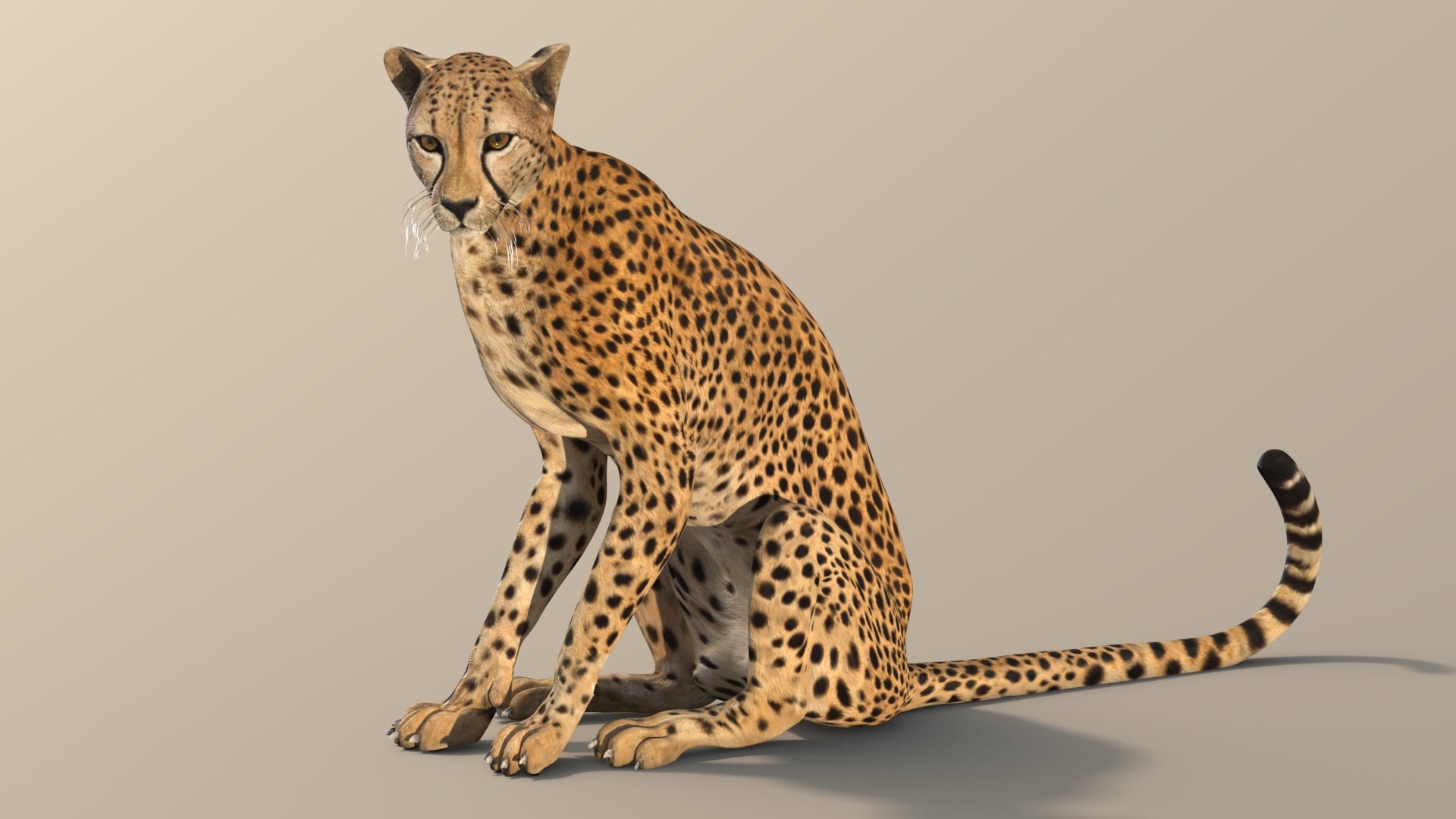 Cheetah 3D Model Rigged