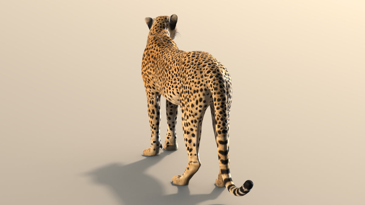 Rigged Cheetah 3D Model - Game-Ready