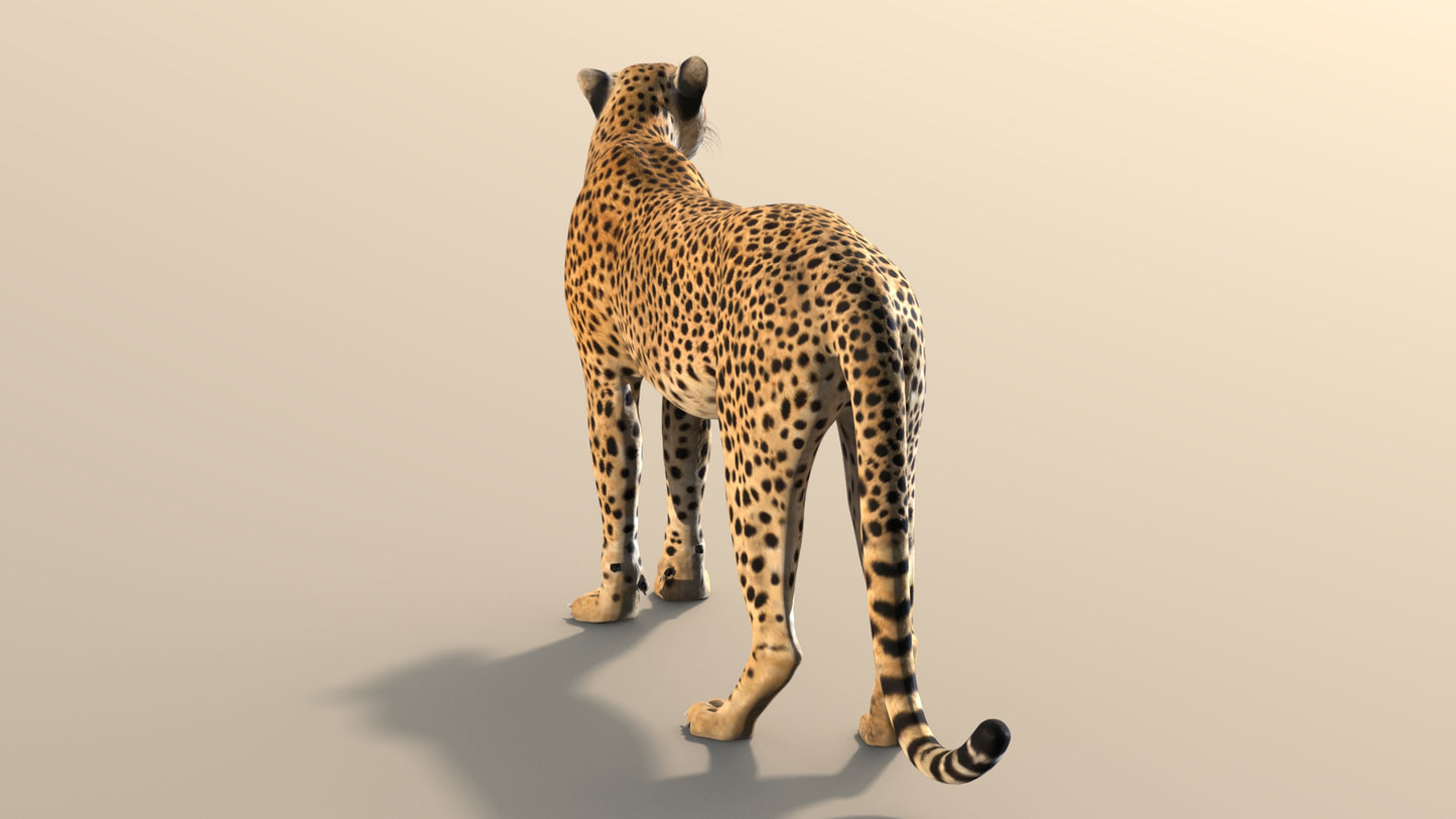 Cheetah 3D Model Rigged