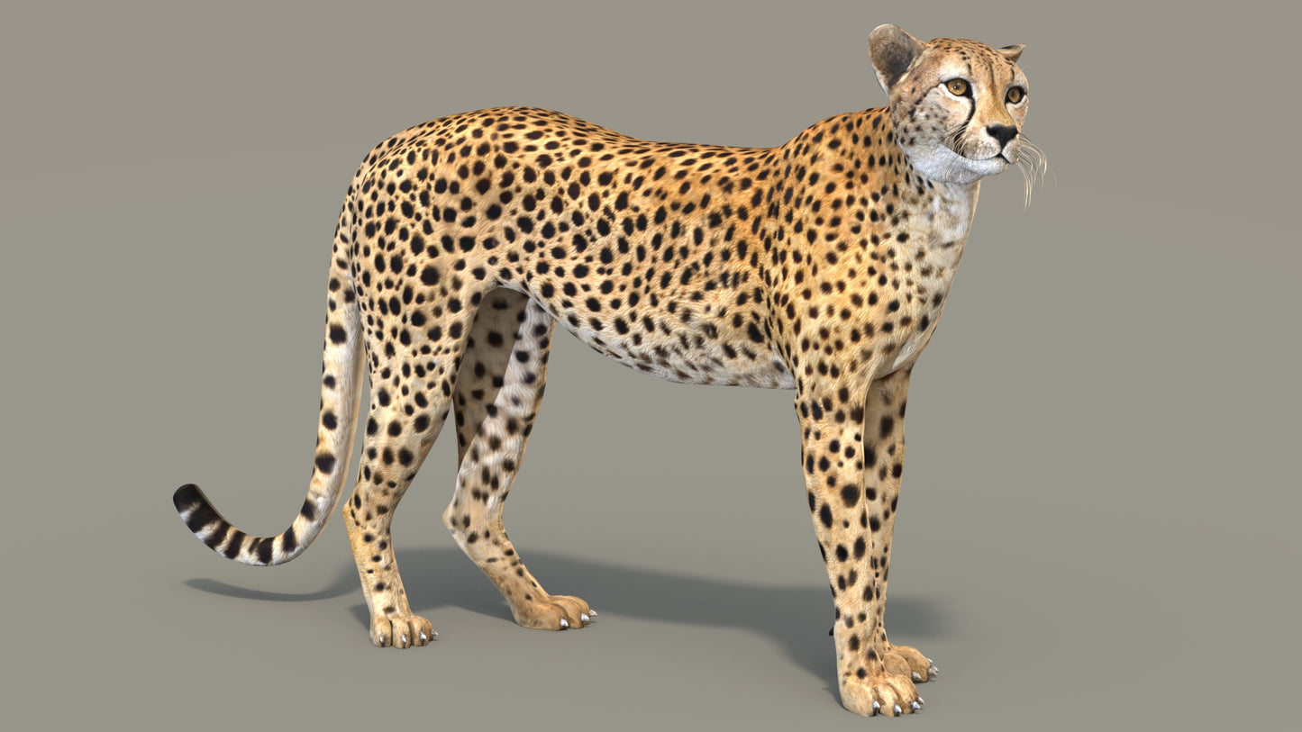 Cheetah 3D Model Rigged