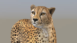 Rigged Cheetah 3D Model - Game-Ready Thumbnail
