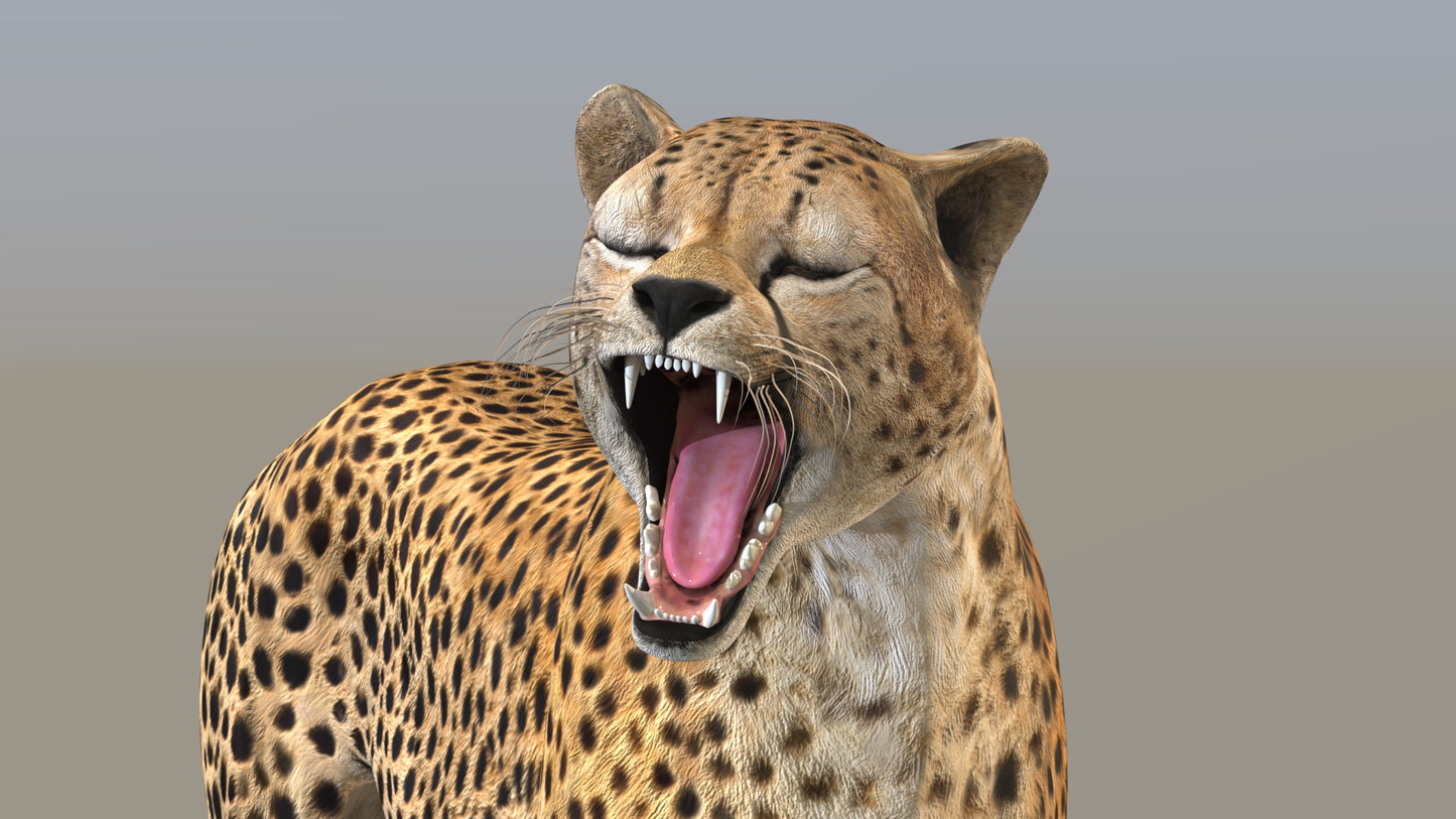 Cheetah 3D Model Rigged
