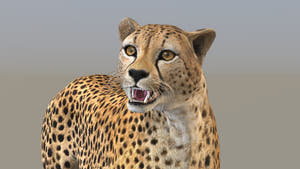 Rigged Cheetah 3D Model - Game-Ready Thumbnail