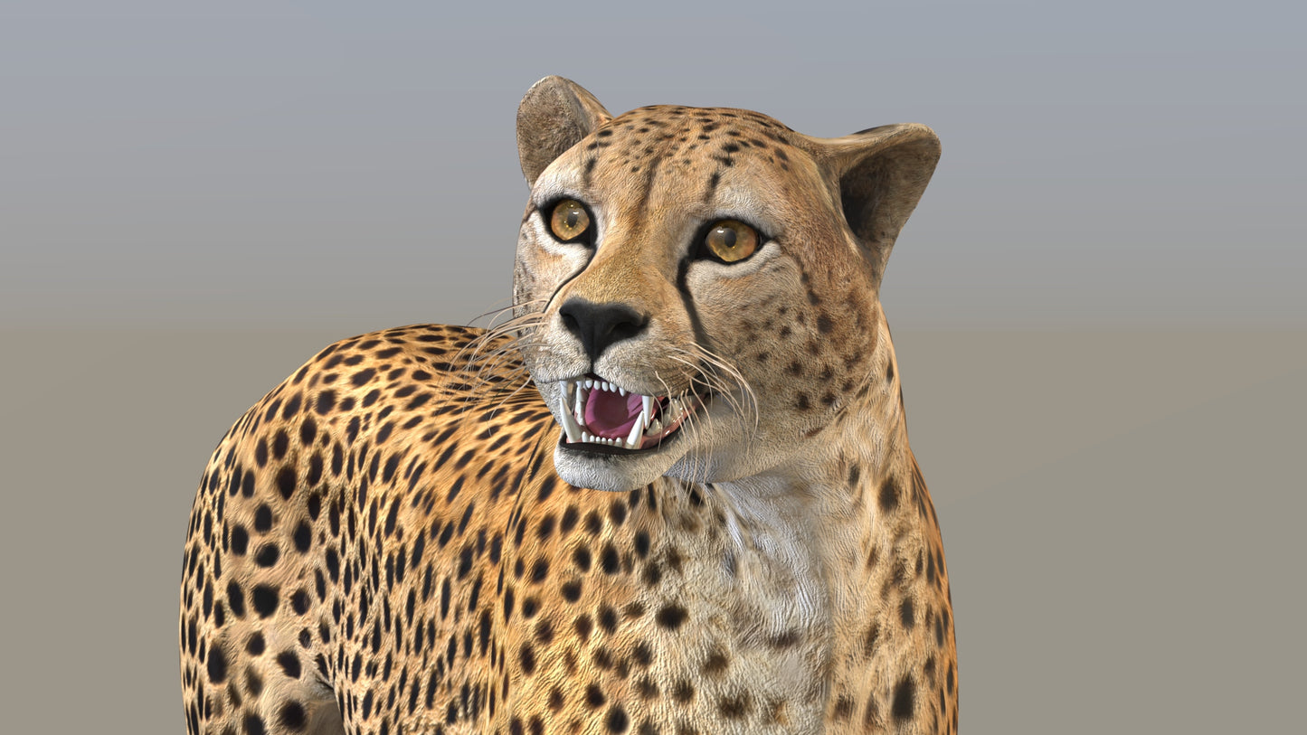 Cheetah 3D Model Rigged