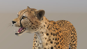 Cheetah 3D Model Rigged Thumbnail