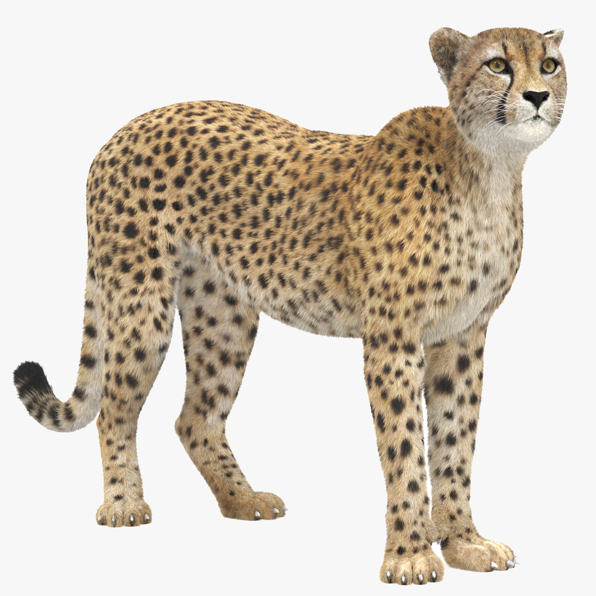 Rigged Cheetah 3D Model with Fur
