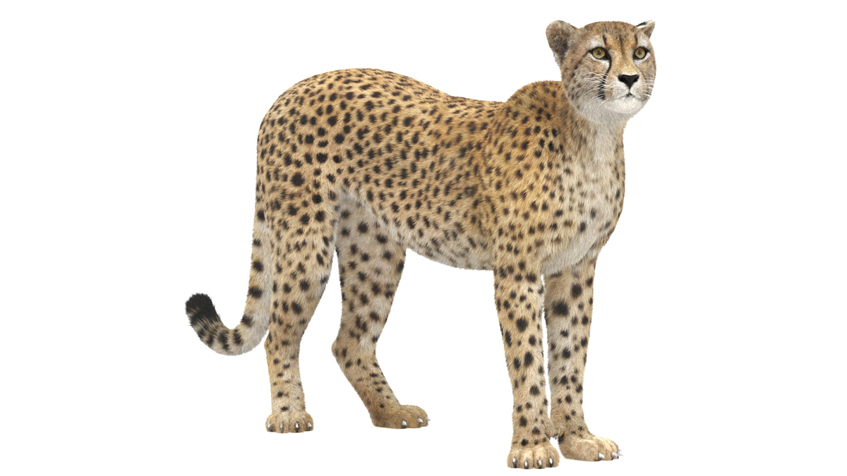 Lifelike Rigged Cheetah 3D Model with Fur