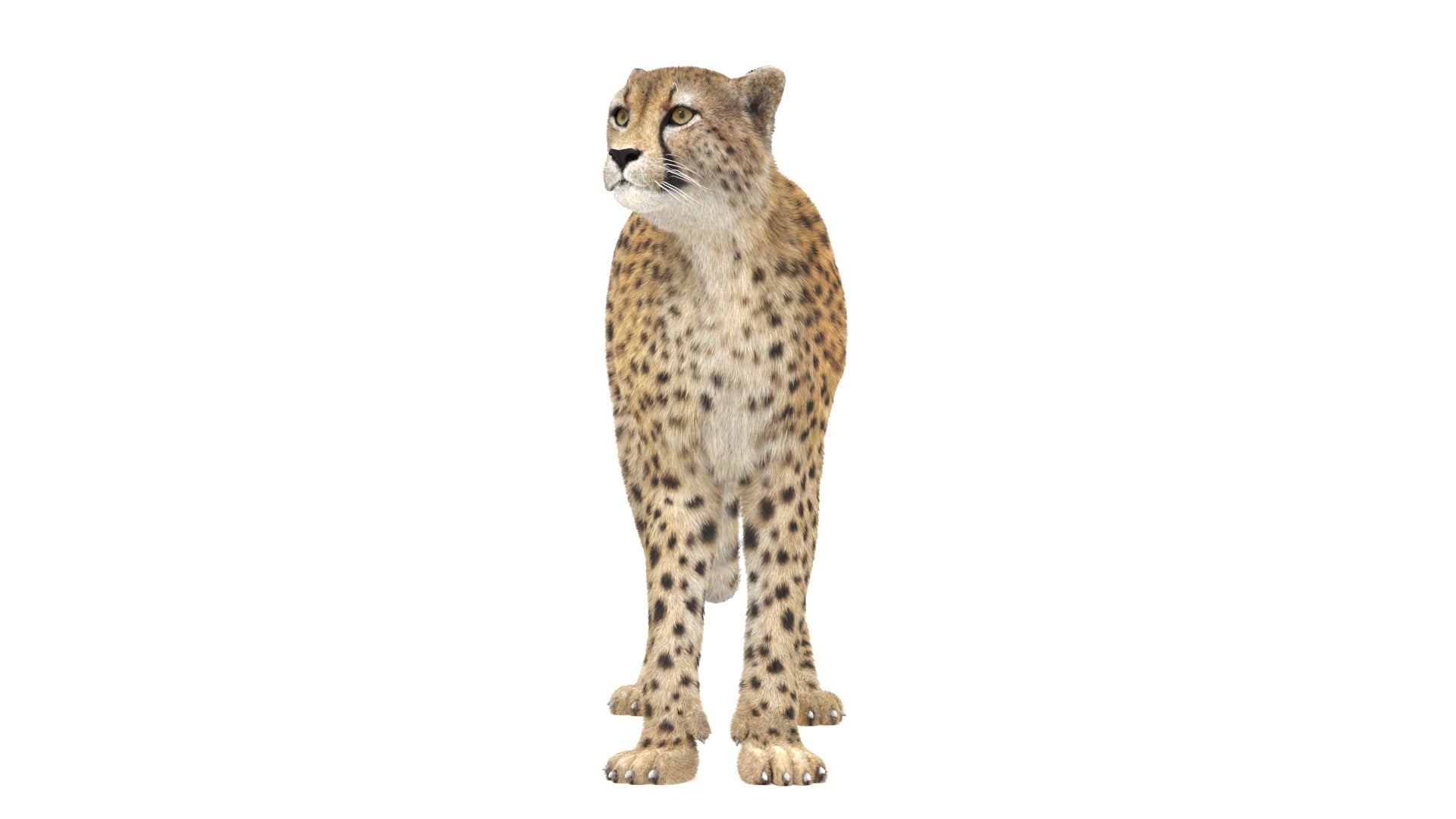 Rigged cheetah 3D model standing pose for Download