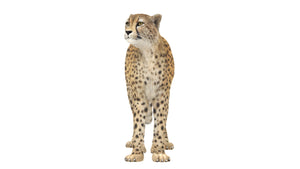 Rigged cheetah 3D model standing pose for Download