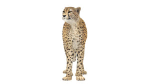 Rigged cheetah 3D model standing pose for Download Thumbnail