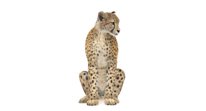 Realistic Rigged Cheetah 3D Model with Fur for Download Thumbnail
