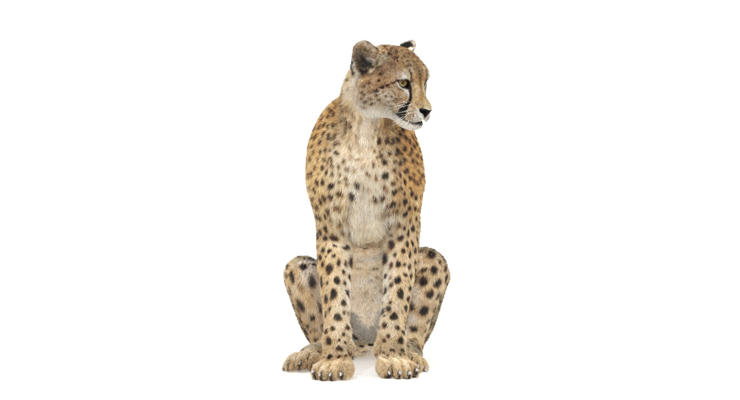 Cheetah 3D Model Rigged Fur