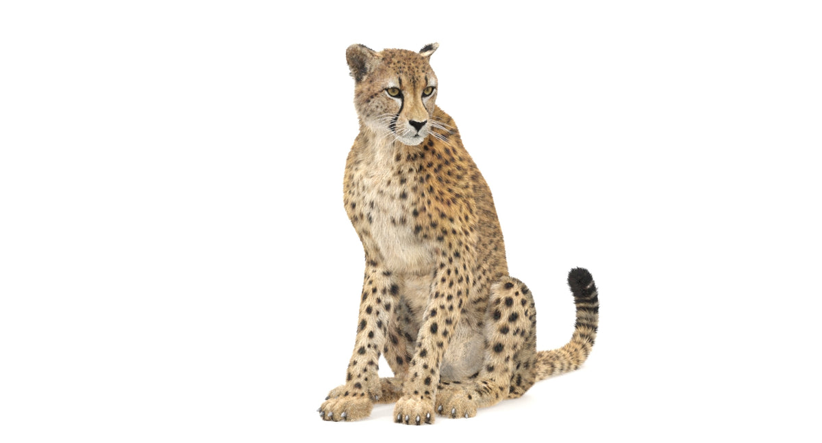 3d Cheetah model sitting on a white background with 3ds Max CAT Motion Rgging System