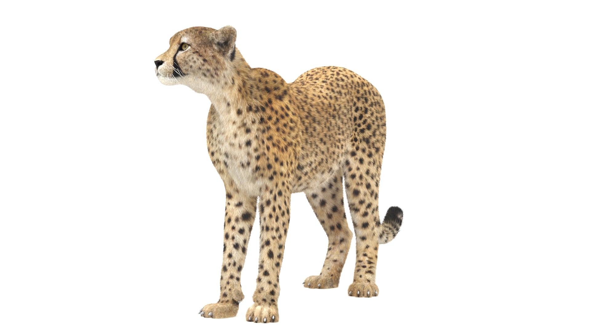 Cheetah standing on a white background