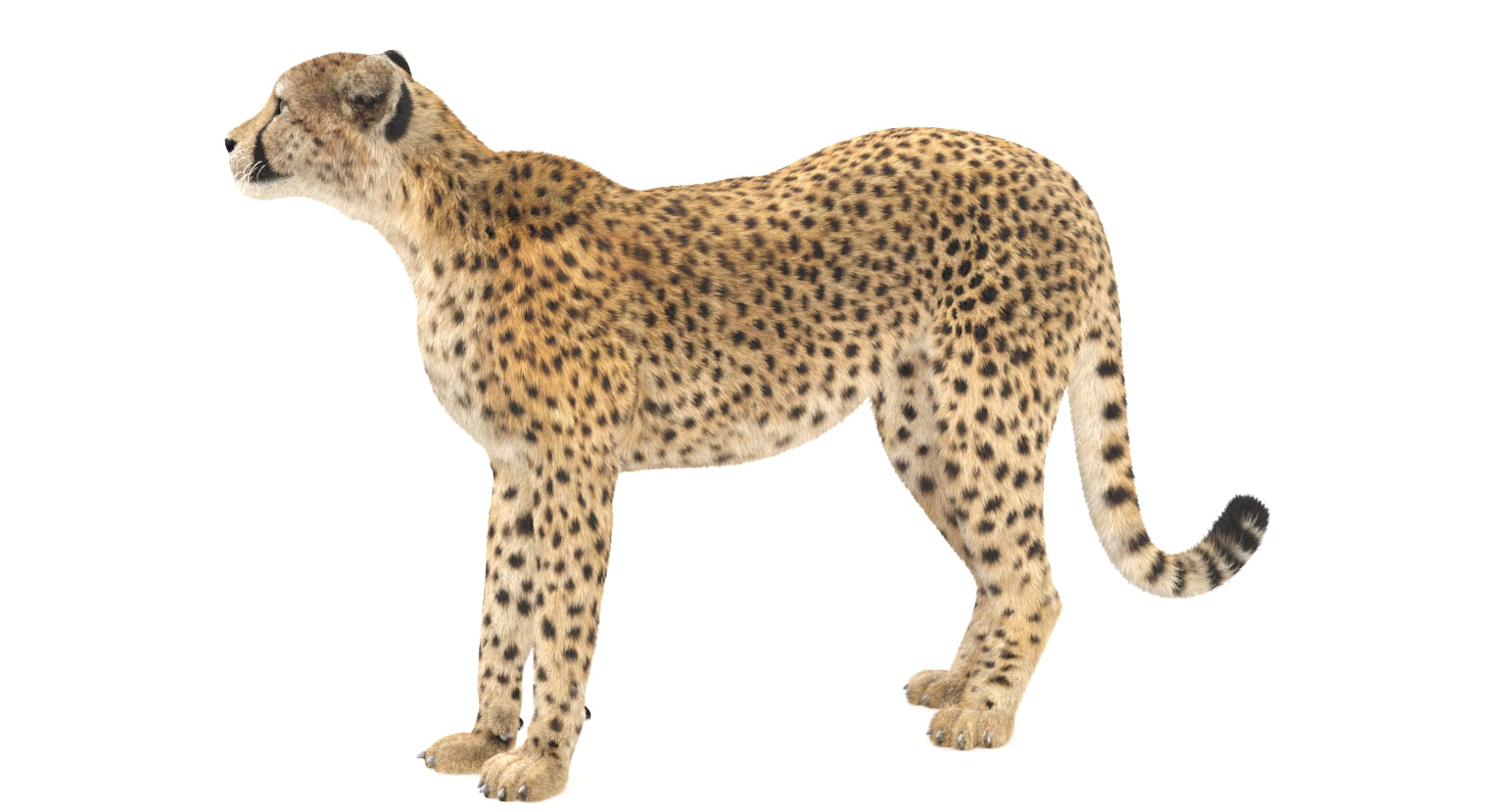 Rigged Cheetah 3D Model with Fur