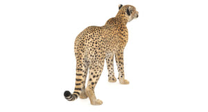 Rigged Cheetah 3D Model - Hair and Fur Thumbnail