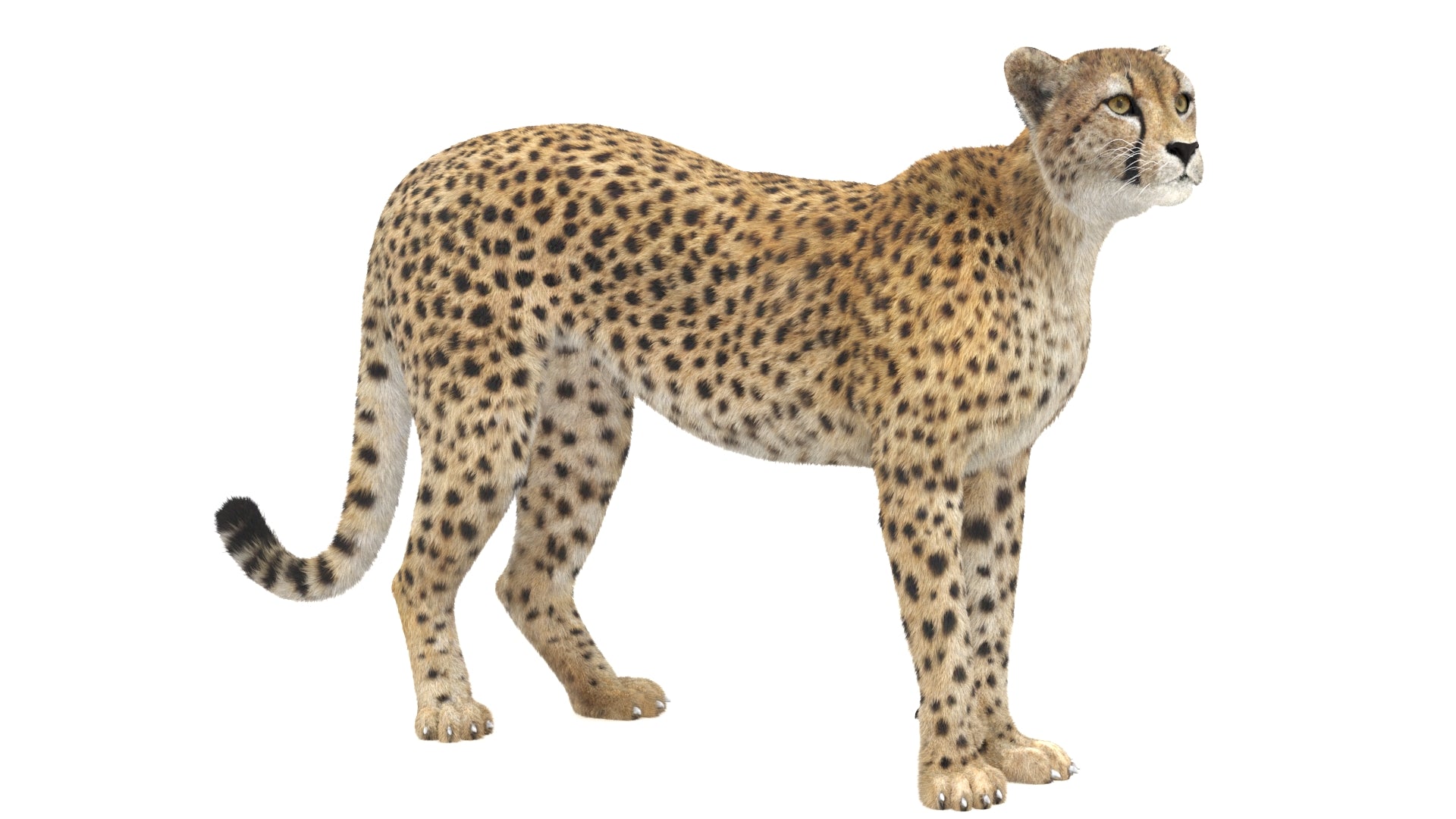Cheetah 3D Model Rigged Fur