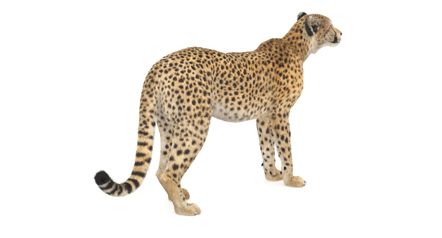 Cheetah 3D Model Rigged Fur