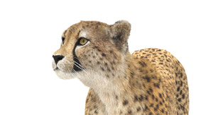 Cheetah 3D Model Rigged Fur Thumbnail