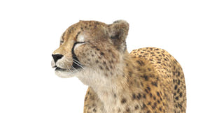 Rigged Cheetah 3D Model - Hair and Fur Thumbnail