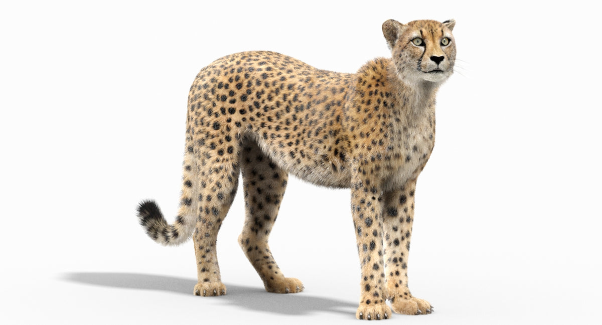Rigged Cheetah 3D Model - Hair and Fur
