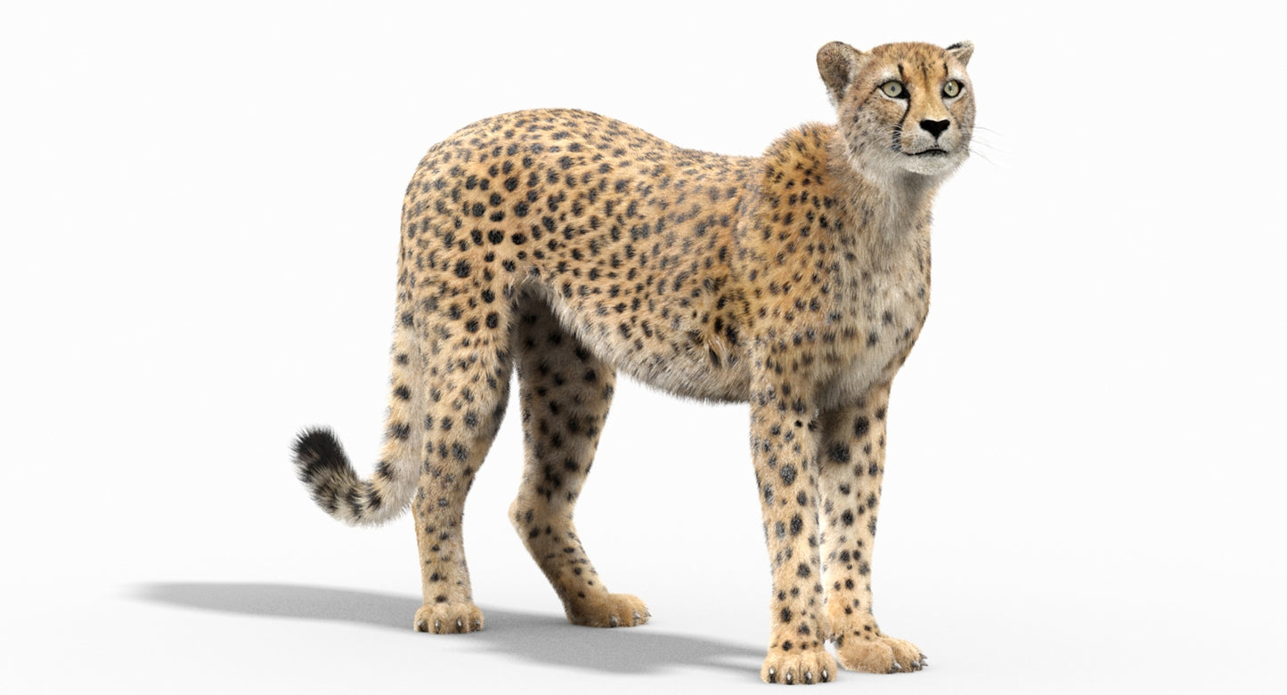Cheetah 3D Model Rigged Fur