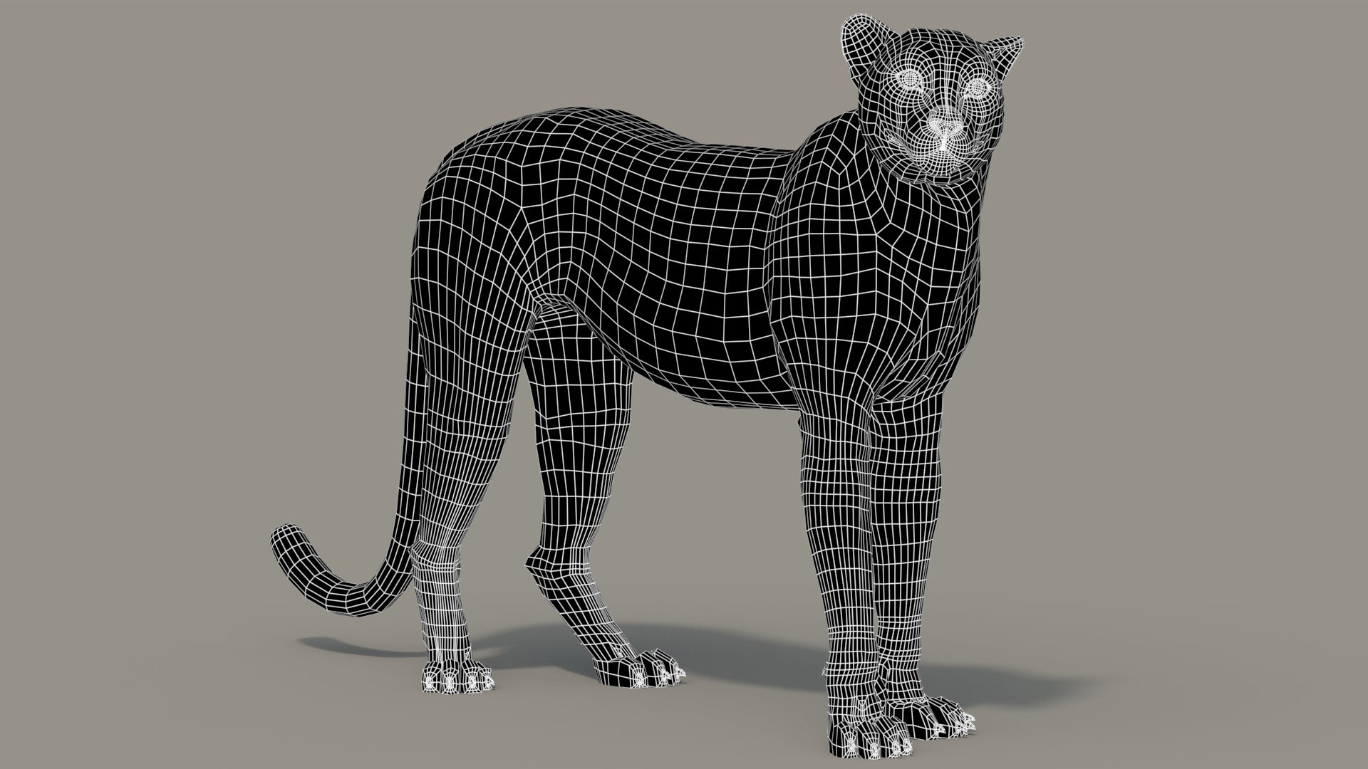 Cheetah 3D Model Rigged