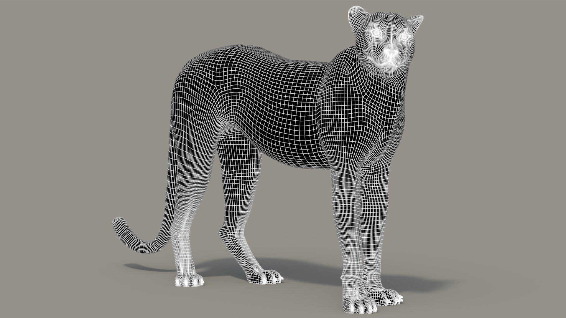 Cheetah 3D Model Rigged