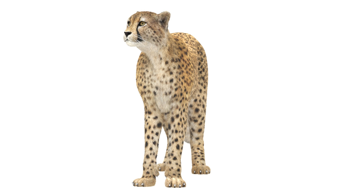 Animated Big Cats 3D Bundle — Lion, Tiger, Leopard & Cheetah - 360 Degree View
