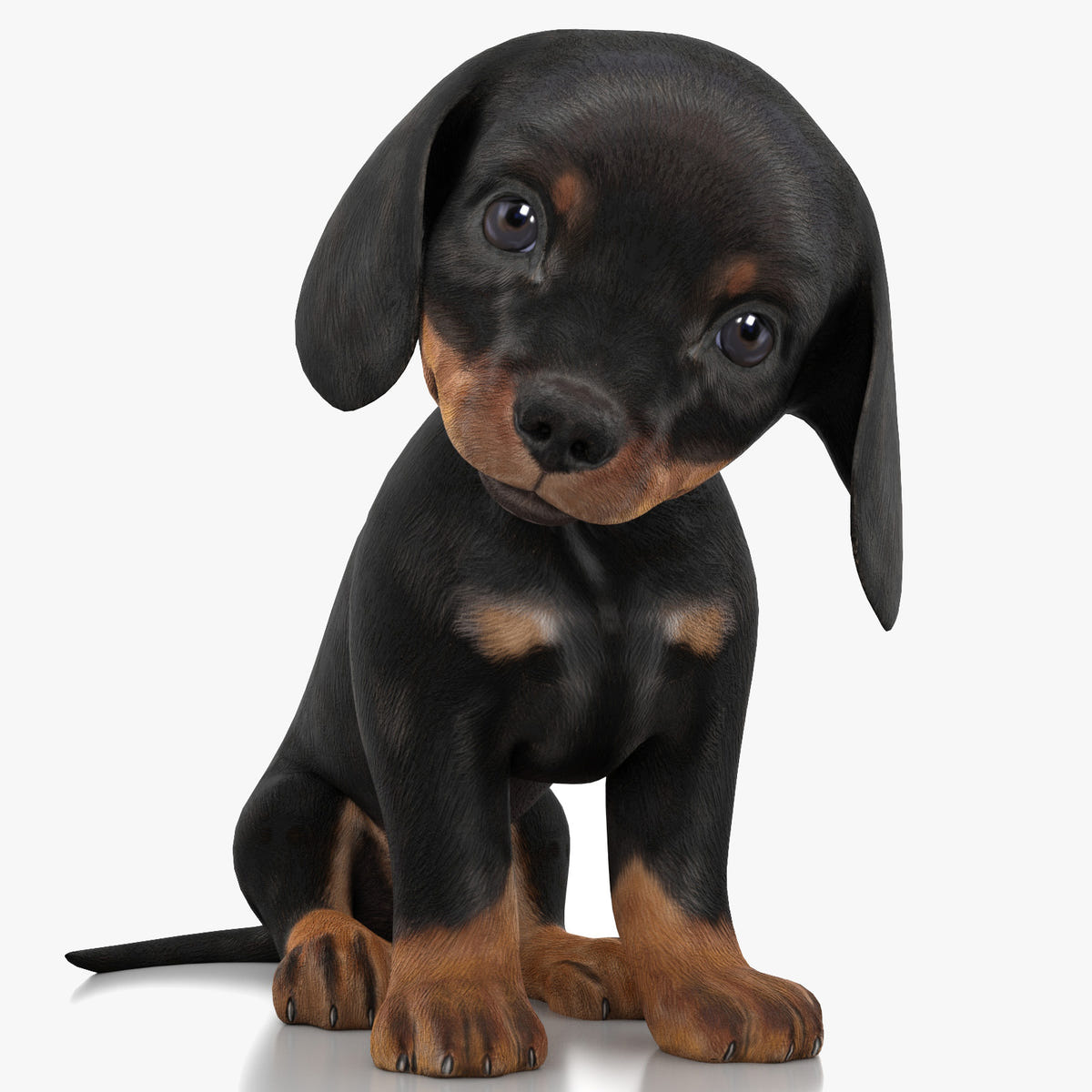 Rigged Dachshund Dog Puppy 3D Model