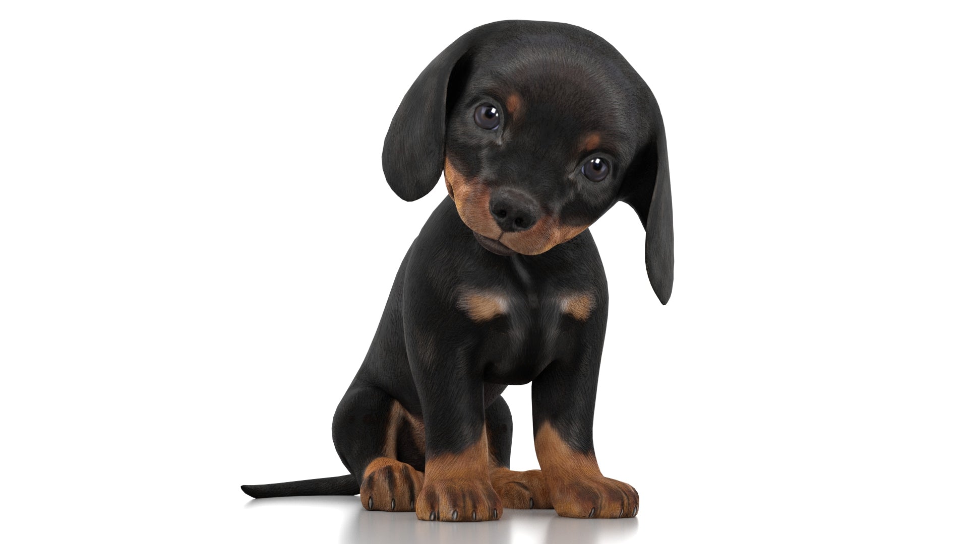 Rigged Dachshund Dog Puppy 3D Model