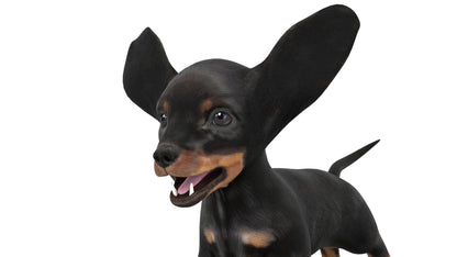 Rigged Dachshund Dog Puppy 3D Model